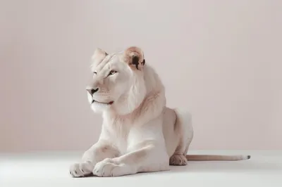 Самка Белого Льва — стоковые фотографии и другие картинки Белый лев - Белый  лев, ЮАР, Без людей - iStock