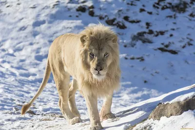 В Ярославском зоопарке умер редкий белый лев Ярос - РИА Новости, 28.03.2023