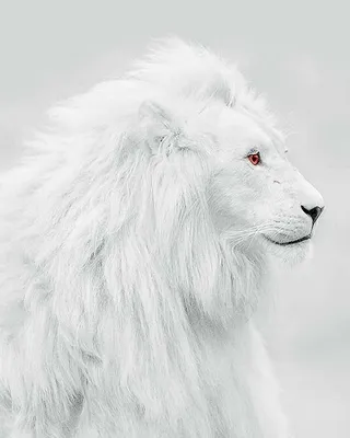Молодой Белый Льва — стоковые фотографии и другие картинки 2015 - 2015,  Африка, Белый - iStock