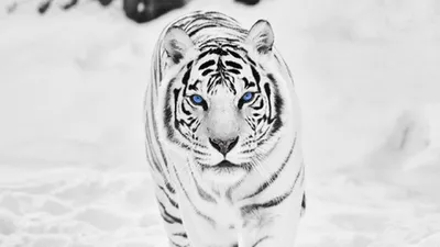 Фото белого тигра на рабочий стол 