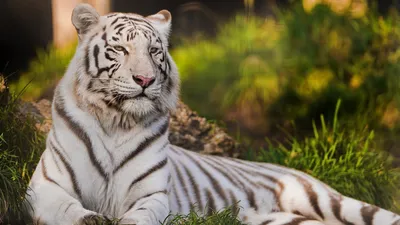Белый тигр животное - 73 фото