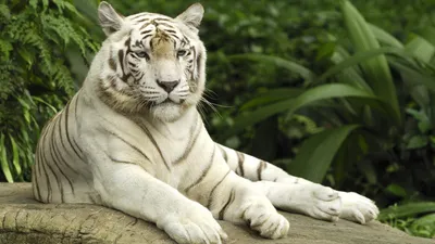 Белый тигр обои для рабочего стола, картинки и фото