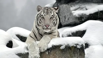 Белый тигр Рабочий стол, китайский тигр, млекопитающее, кошка, как  млекопитающее png | Klipartz