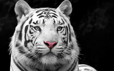 Белый тигр красный клен