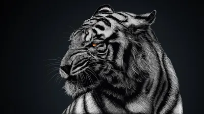 Голова белого тигра обои для рабочего стола, картинки, фото, 1680x1050.