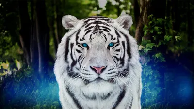 Постер в рамке 17х22см Рык белого тигра POSV-0359 10007893