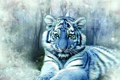 Белый тигр в прыжке - красивые фото
