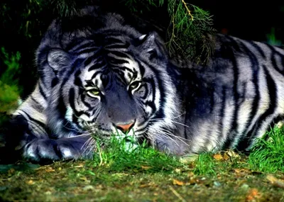 Авторская интерьерная картина \"Белый тигр\" в интернет-магазине Ярмарка  Мастеров по цене 19550 ₽ – TKD46BY | Картины, Тольятти - доставка по России