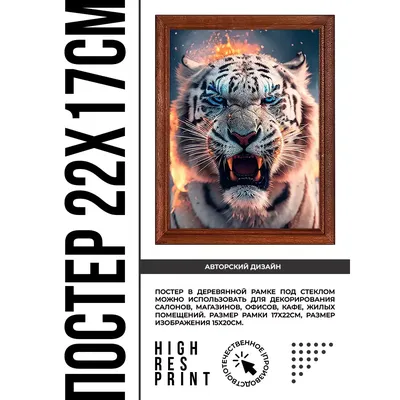 Скачать обои Красивый белый тигр в воде (Вода, Белый тигр) для рабочего  стола 2560х1440 (16:9) бесплатно, Фото Красивый белый тигр в воде Вода, Белый  тигр на рабочий стол. | WPAPERS.RU (Wallpapers).