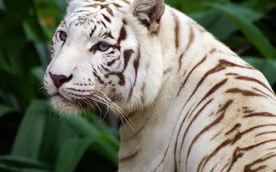 Картинка тигр Большие кошки белых животное