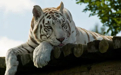 Белый тигр обои для рабочего стола, картинки и фото