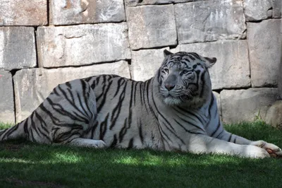 Животные белый тигр - красивые фото