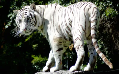 Обои тигры, черно-белые на рабочий стол (31 обои)