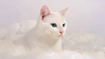 Фото белых котов 