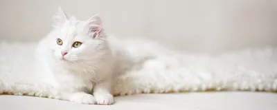 Породы кошек с белой шерстью