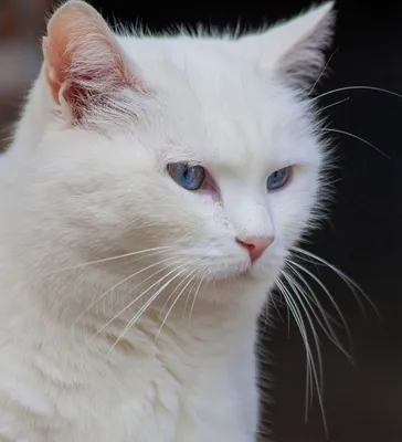 Очень много белых котят, белых …» — создано в Шедевруме