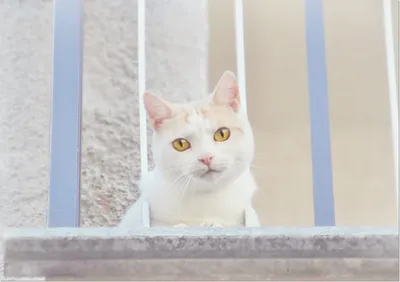 серо белая короткошерстная кошка · Бесплатные стоковые фото