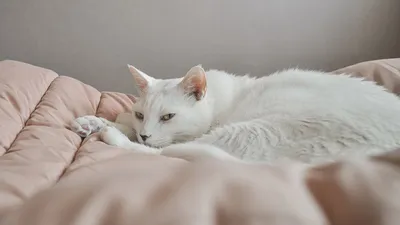 45 лучших имен для белых кошек | ВКонтакте