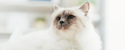 Фрося - белая кошка, которая немного пёс. - YouTube