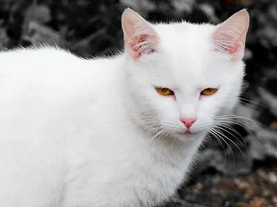 Белая кошка убережет от не очень хороших людей, отрицательных эмоций,  сглазов, проклятий и плохого