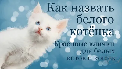 Пропала белая кошка с разноцветными глазами, переулок 19 км, Самара |  Pet911.ru