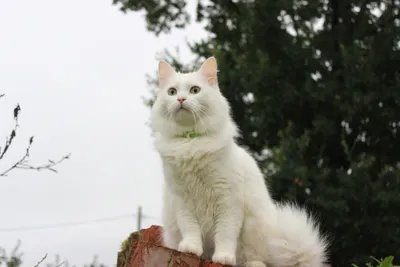 Белая кошка | Белые кошки, Кошки