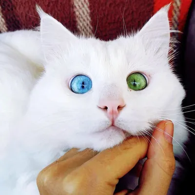 Как назвать белого котенка мальчика или девочку. Красивые клички для белых  котов и кошек - YouTube