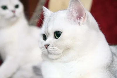Сидящий серо-белый кот фотография Stock | Adobe Stock