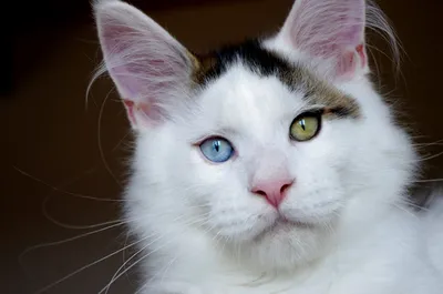 Беспородные кошки и Метисы - «Белая красавица» | отзывы