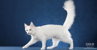 Уход за шерстью кошки - длинношерстные и короткошерстные породы