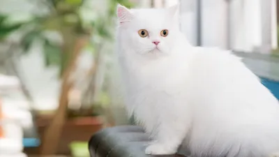 Фото белых пушистых котов 