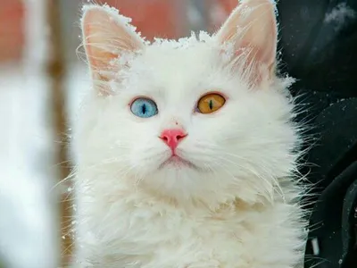 Магия белой кошки, или какие приметы и суеверия связаны с белыми котами |  Книга Знаний: вам только спросить? А мы уже ответили! | Дзен