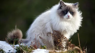 Отзыв о Порода кошек \"Турецкая Ангора\" | Для меня \"белая и пушистая\"  звучит, как \"потрясающая и знающая себе цену\"!