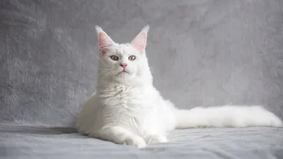 Белый пушистый котенок с голубыми глазами - 69 фото