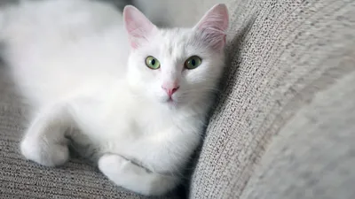 Как назвать белую кошку? 20 имен для питомцев с ангельской внешностью -  Питомцы Mail.ru