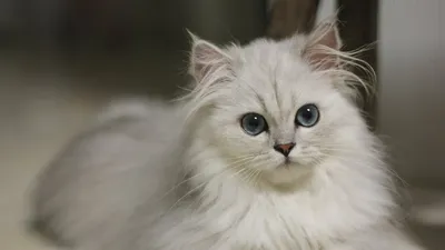 Пушистый милый кот PNG , Кошка, белый, пушистый PNG рисунок для бесплатной  загрузки