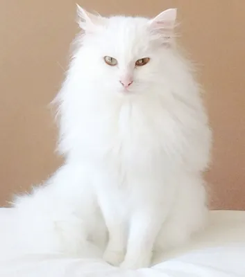 Игрушка мягкая \"Котик с авокадо\" 25 см, мягконабивная игрушка кошка, пушистый  белый кот - купить с доставкой по выгодным ценам в интернет-магазине OZON  (766171705)