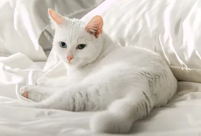 Белый пушистый котенок с голубыми глазами | Премиум Фото