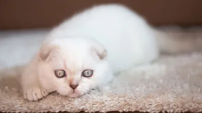 изображение белого пушистого кота с длинной шерстью, фотки странных кошек,  кошка, домашний питомец фон картинки и Фото для бесплатной загрузки
