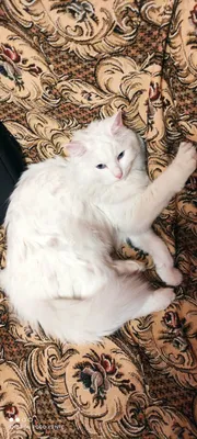 Белые кошки: популярные породы и мифы про кошек с белым окрасом