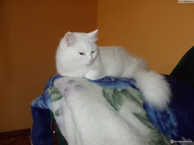 Персидская кошка - «Пушистое облако счастья или мохнатое чудовище? Ласковая  и нежная кошечка или гордая своенравная королева? Всё это про одну и ту же  персидскую кошку. Характер, уход, взаимоотношения со вторым котом» |