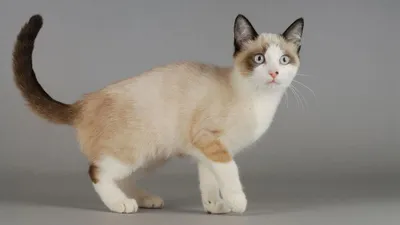 Сибирская кошка — Википедия