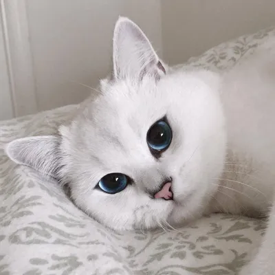 Маленький пушистый белый котенок - 69 фото