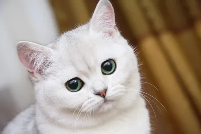 Серый пушистый кот с желтыми глазами - 72 фото