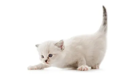 Породы кошек с фото и названиями - 24 самые красивые породы кошек