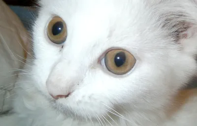 Кошка белая с голубыми глазами - 69 фото