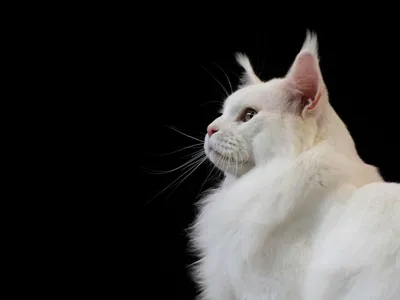 Турецкий ван кошка: фото, характер, описание породы