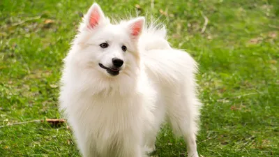 Самые белоснежные: 8 пород собак с белой шерстью