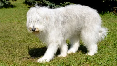 Порода шведский белый элкхунд - Породы собак обзор на Gomeovet