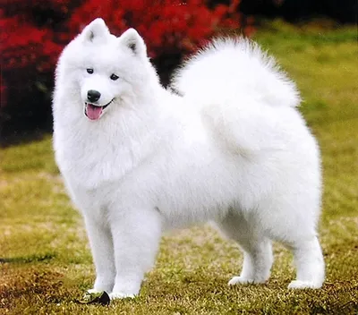 Собака маленькая белая пушистая порода (57 фото) | Собачки, Собаки, Милые  собаки